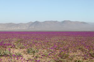 El Desierto Florido se lleva las miradas: Revisa las últimas apariciones de Chile en el extranjero