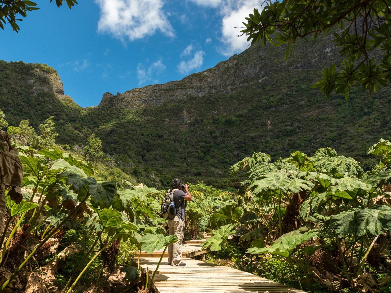 Fotógrafo sobre uma passarela de madeira rodeado de pangues de folhas gigantes, com montanhas verdes ao fundo, no arquipélago Juan Fernández.