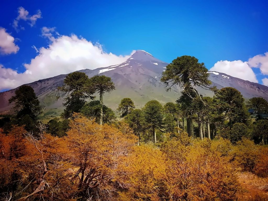 Bosque de araucarias y arbustos de tonos dorados a los pies de un volcán en el Parque Nacional Villarrica, una de las excursiones sobre qué hacer en Pucón.